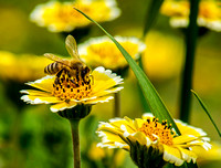 Bee harvesting Honey