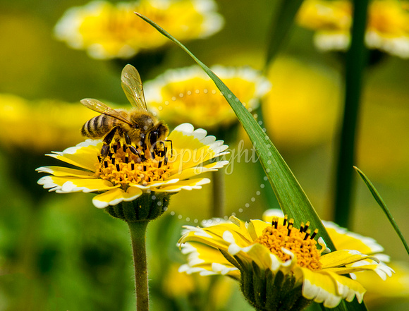 Bee harvesting Honey
